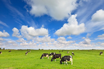 Panelen met natuurfoto