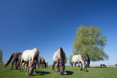 Fotopaneel met natuurfoto - Extra fotodoek - muur | Beter door Beeld