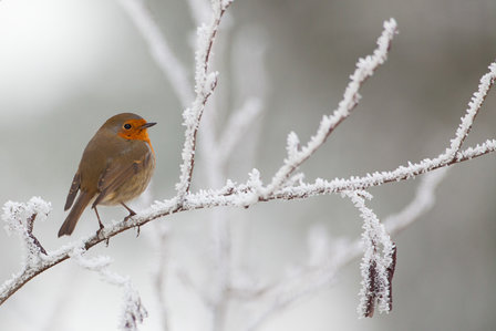 Fotopaneel met natuurfoto - Extra fotodoek - muur | Beter door Beeld