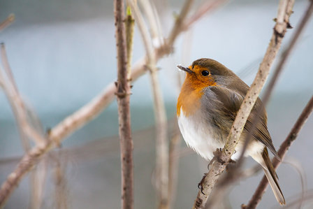 Fotopaneel met natuurfoto - Extra fotodoek - muur | Beter door Beeld