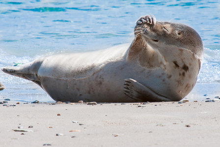 Zeehonden A