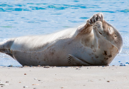 Zeehonden B