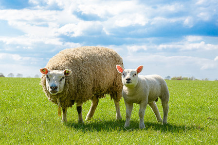 Schapen D