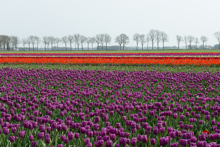 Landschap BI