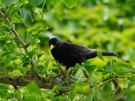 Bewegingssensor met vogelgeluiden - Natuurbeleefplek