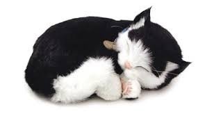 Knuffeldieren - Zwart-witte kat