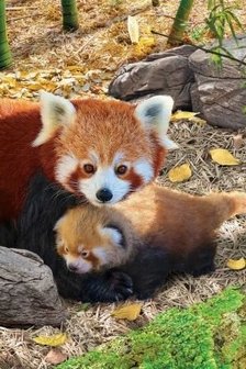 Puzzel - 250 XL stukjes - Rode Panda met jong