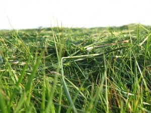 Bekende geur - Gemaaid gras
