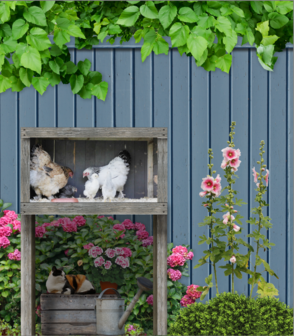 Beleefwand kippen met bewegend beeld