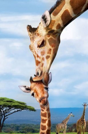 Puzzel - 250 XL stukjes - Giraffe met jong