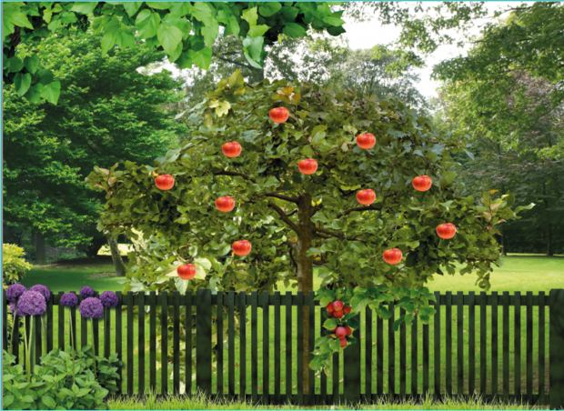 Decoratie-beleefwand Appelboom