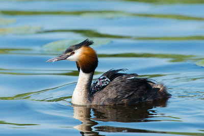 Vogels M