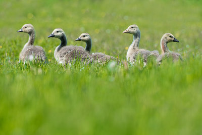 Vogels N