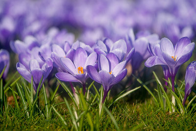 Bloemen F