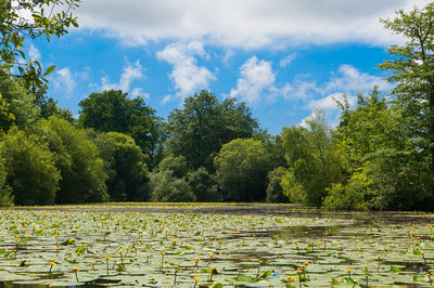 Landschap BA