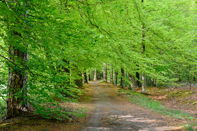 Landschap BM
