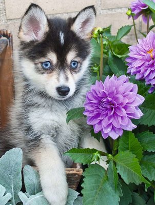 Puzzel - 500 XL stukjes - Schattige Husky