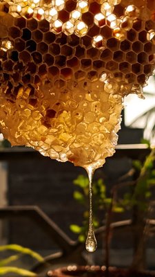 Bekende geur - Honing