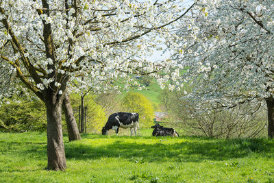 Landschap AK