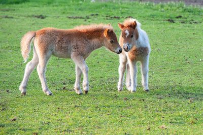 Paarden A