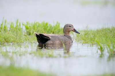 Vogels D